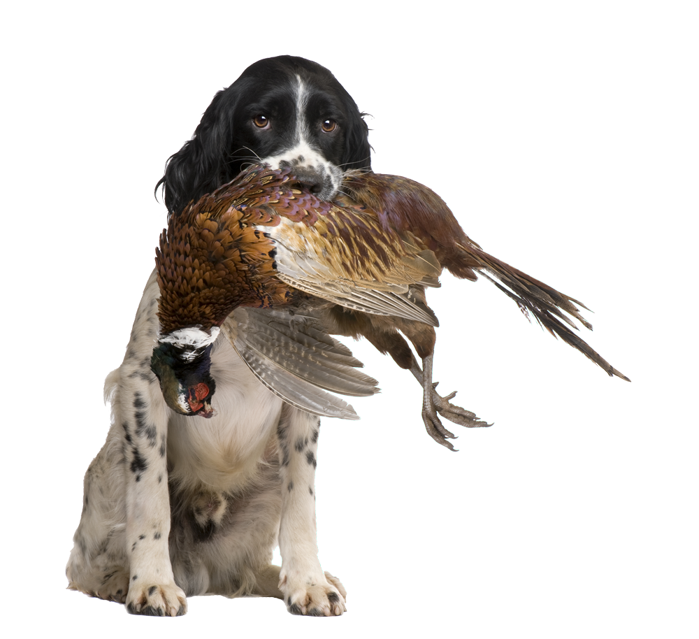 Perro de caza con presa en la boca